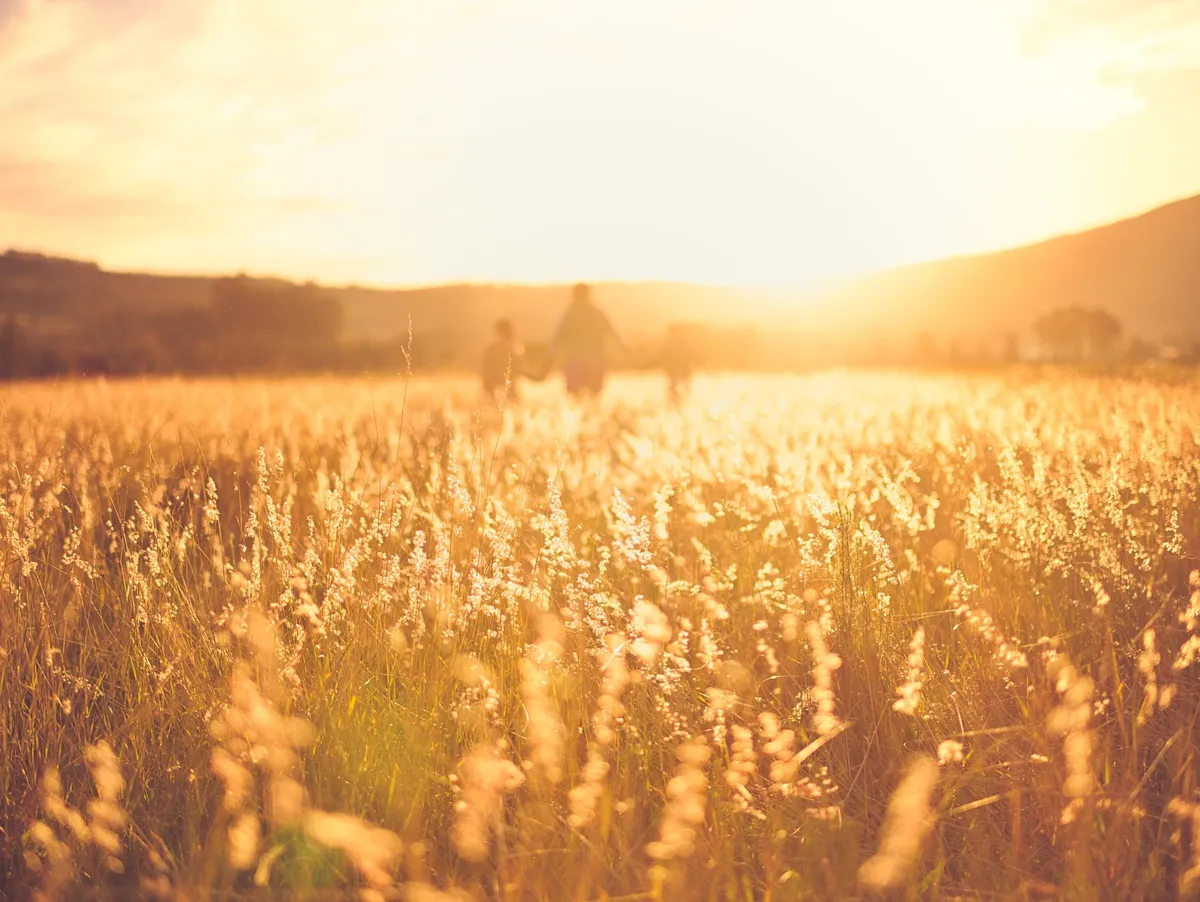 A family walking through a sunlit field at sunset
